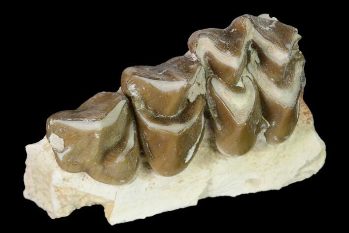 Oreodont (Merycoidodon) Jaw Section - South Dakota #157403